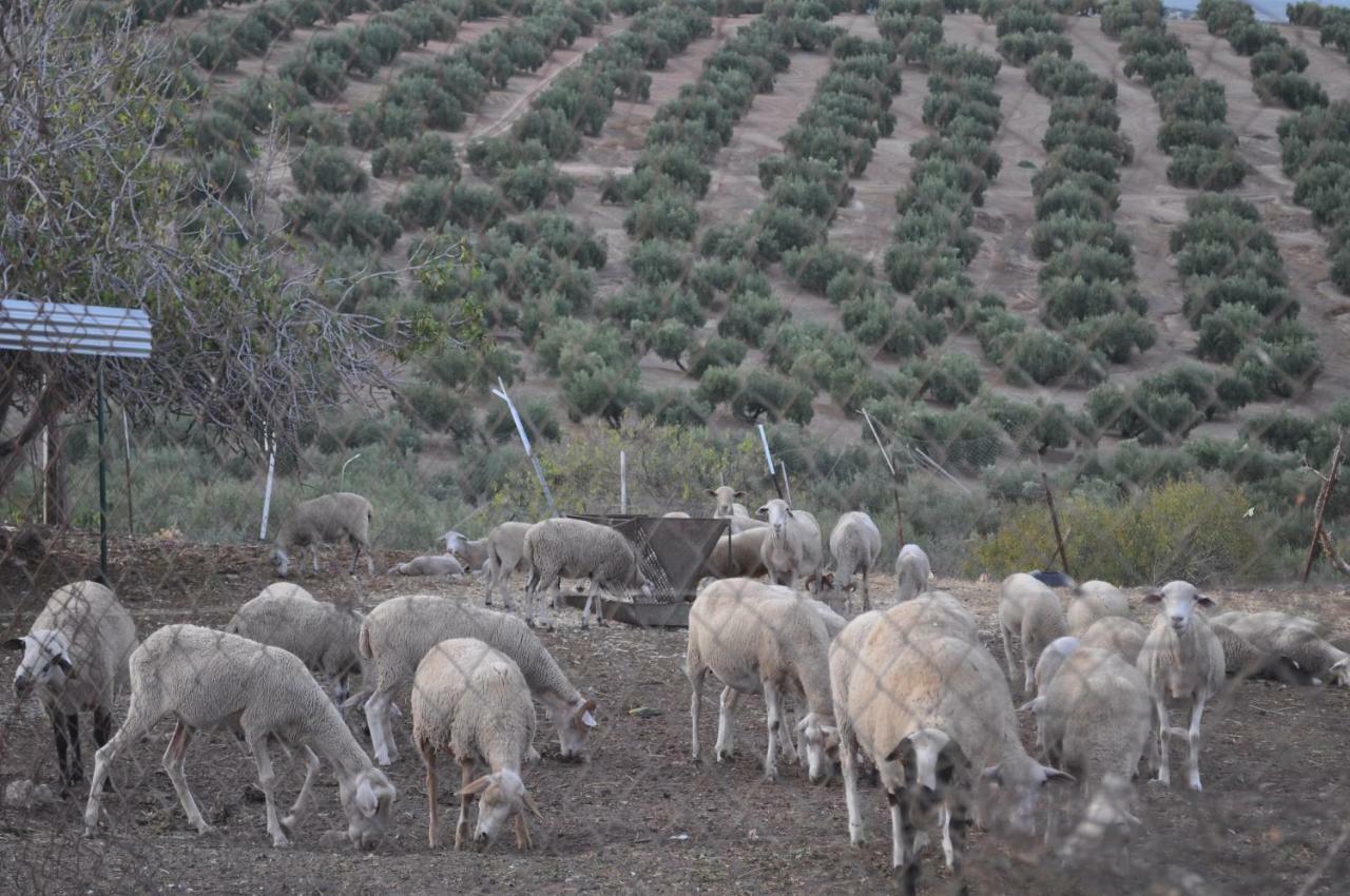 فندق Monte Lope Alvarezفي  Martos, Los Cortijuelos المظهر الخارجي الصورة